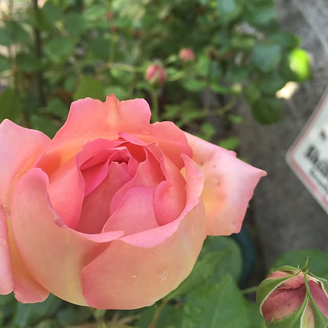 septemberさんの実例写真