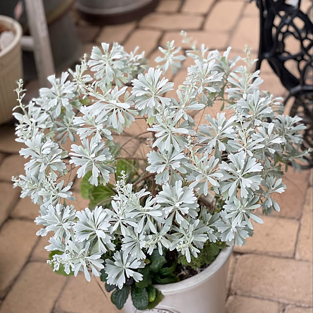 shiropenguinさんの部屋