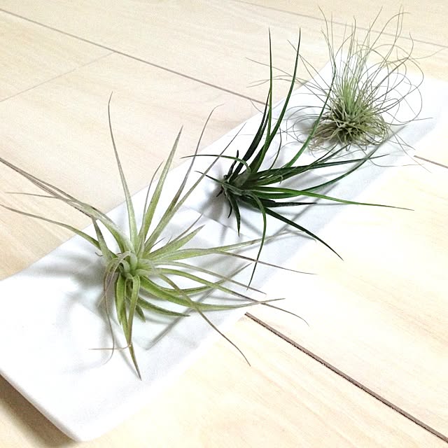 Maikaさんの実例写真