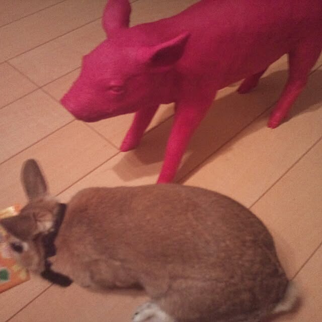 acaさんの実例写真