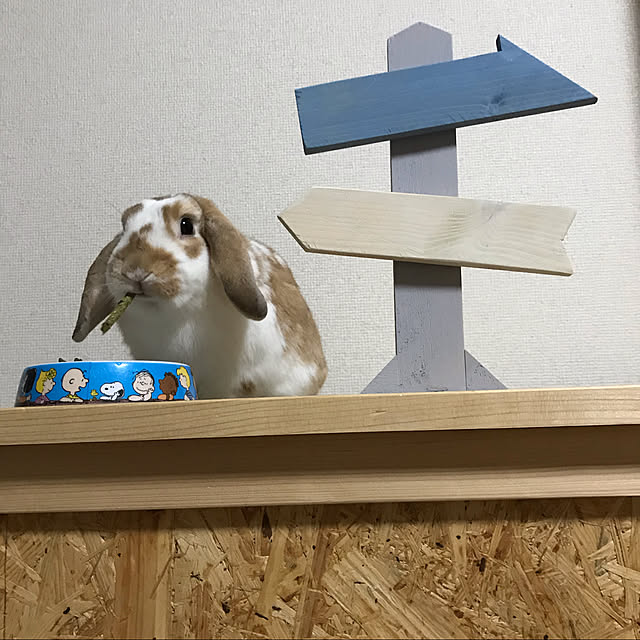 RABIHAさんの実例写真