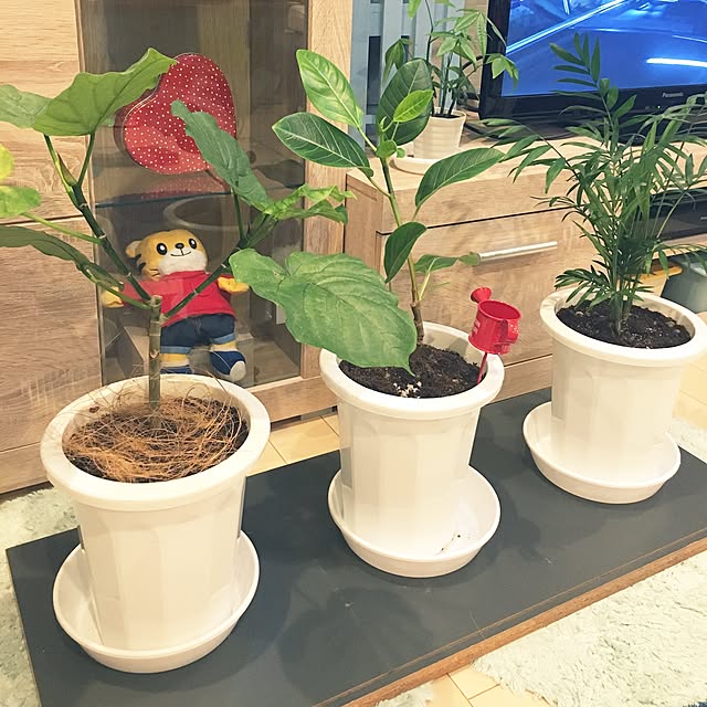 taitaiさんの実例写真