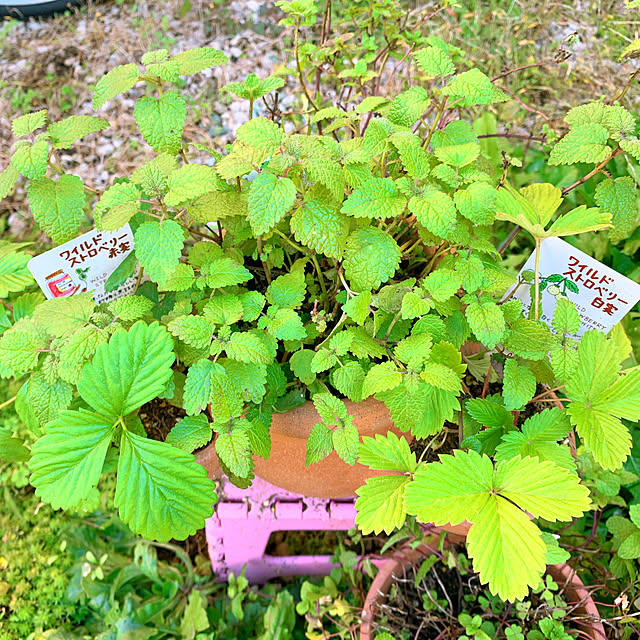 eshinobumさんの実例写真