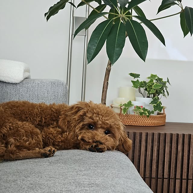 Pokoさんの部屋