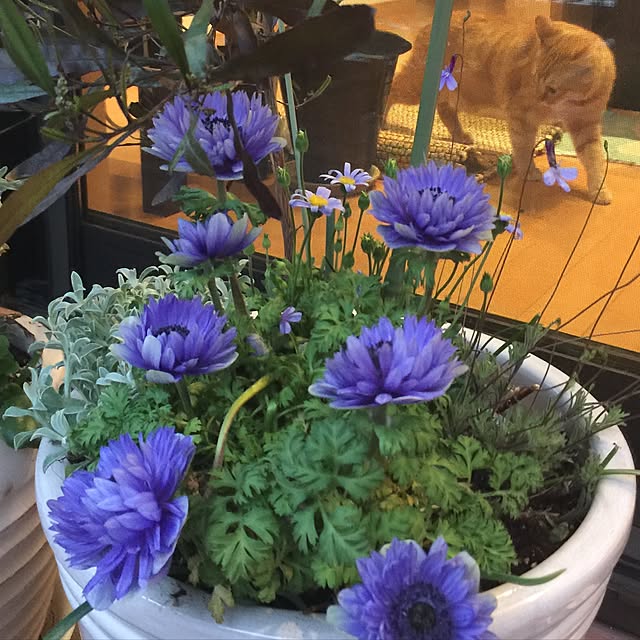 hanaさんの実例写真