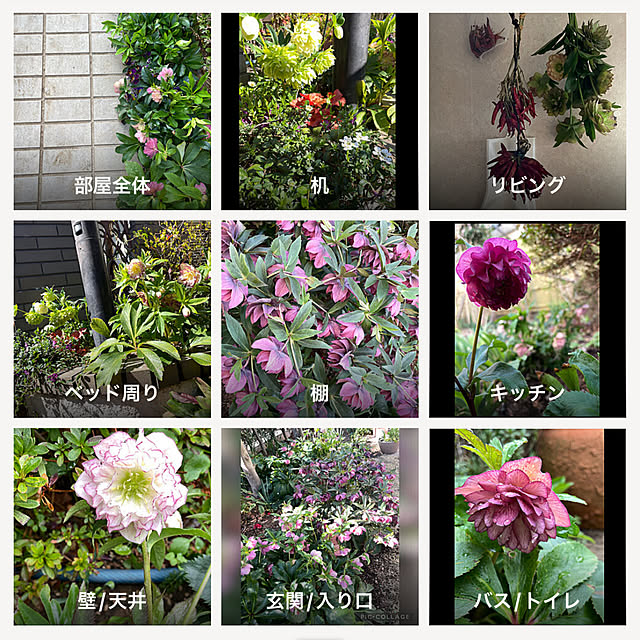 mamizaさんの実例写真