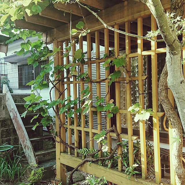 junkn6さんの実例写真