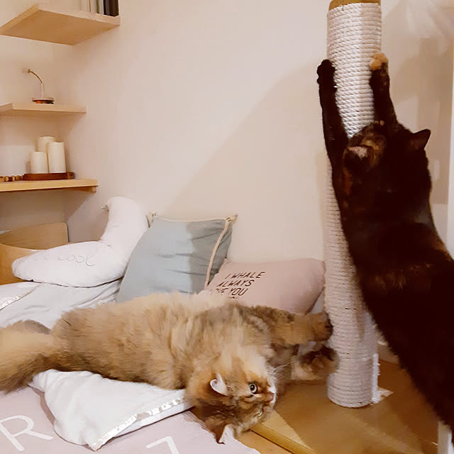 nanoさんの実例写真
