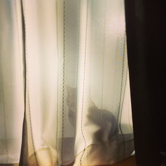 chobicoさんの実例写真