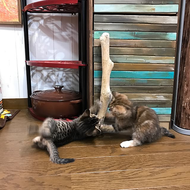 pepeさんの実例写真