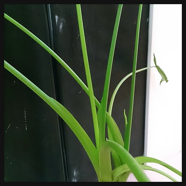 urchinさんの実例写真