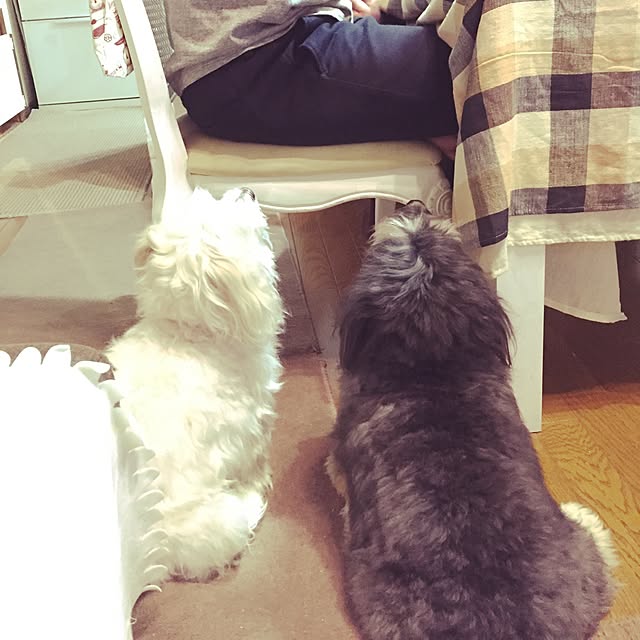 pero1pan5さんの実例写真