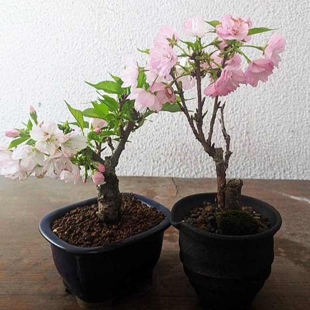 YAS3さんの実例写真