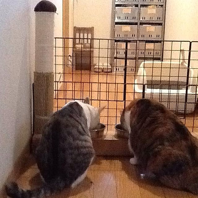 Mikaさんの実例写真