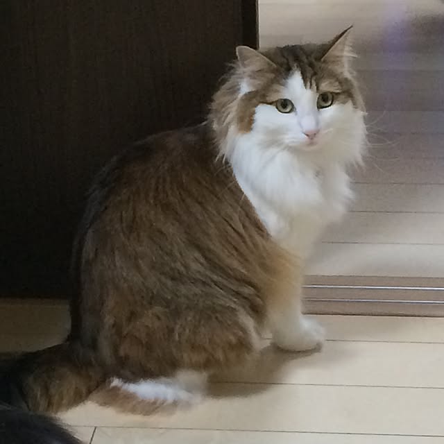 mikan0607さんの実例写真