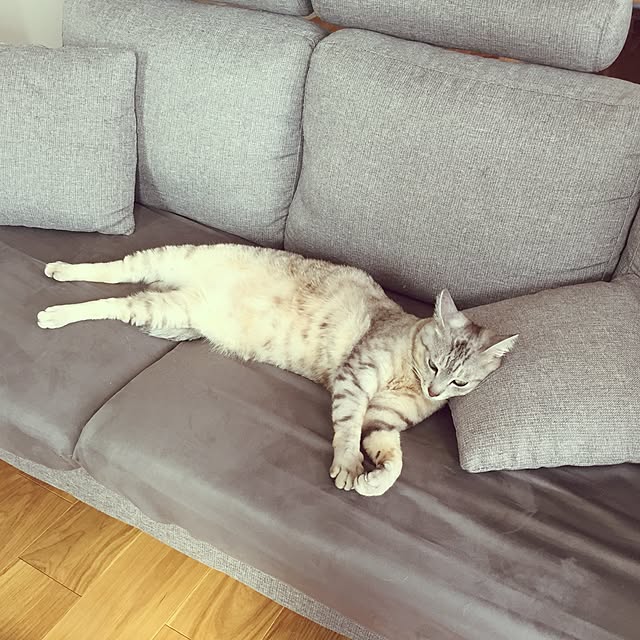 Yoshieさんの実例写真
