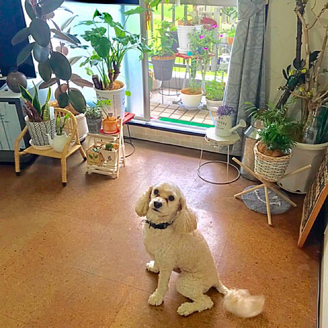 Mizueさんの実例写真