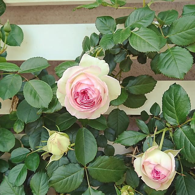kiyosukeさんの実例写真