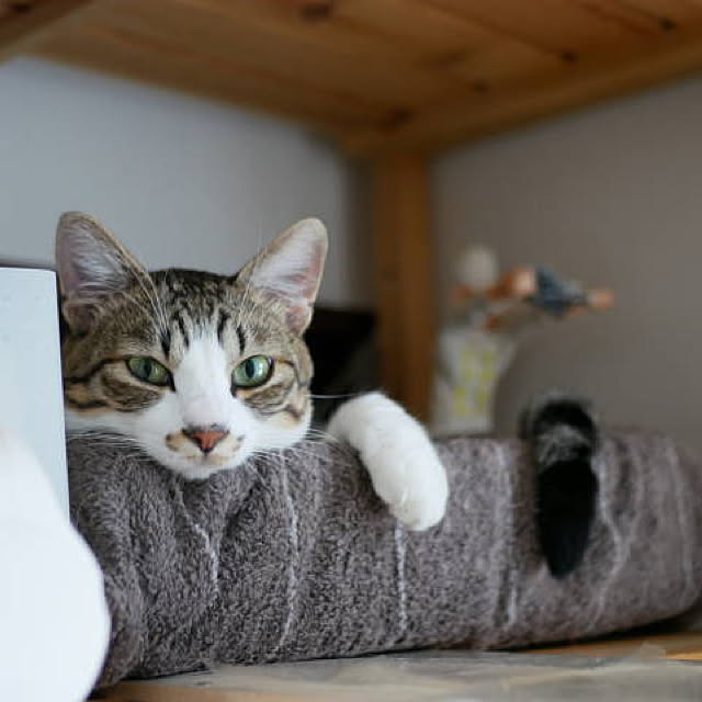 chicchiさんの実例写真
