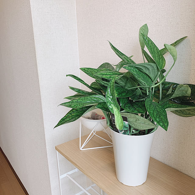 sssさんの実例写真