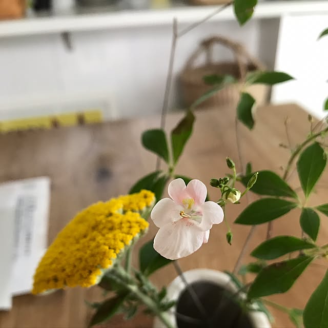 mimosaさんの実例写真