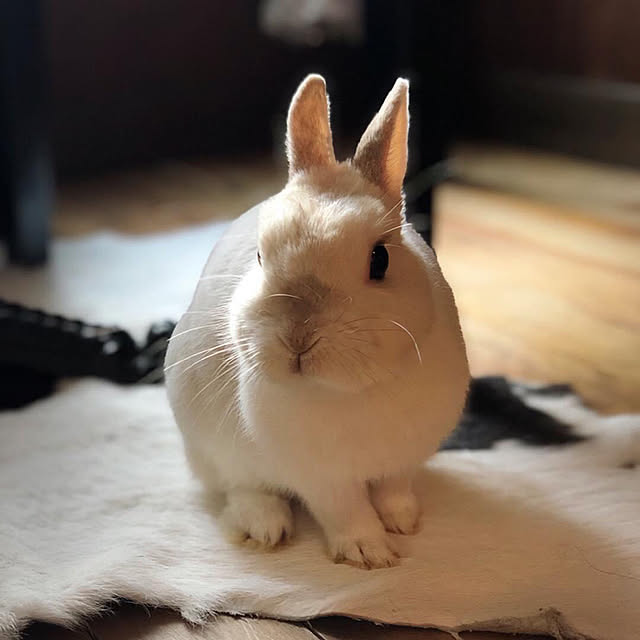 riettaさんの実例写真