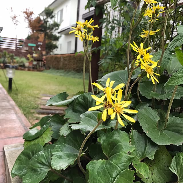 kokko3さんの実例写真