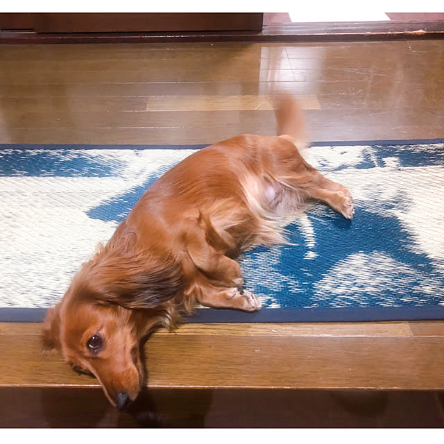 yuyuさんの実例写真
