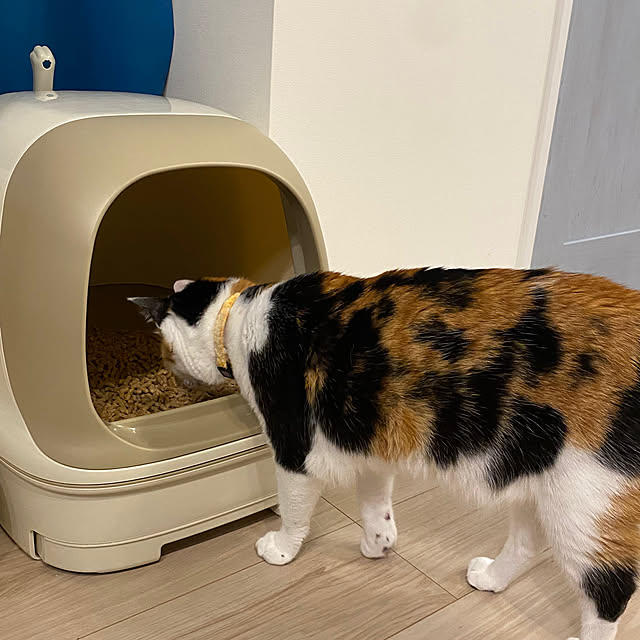 rengeさんの部屋