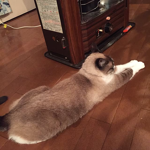bowbowcoさんの実例写真