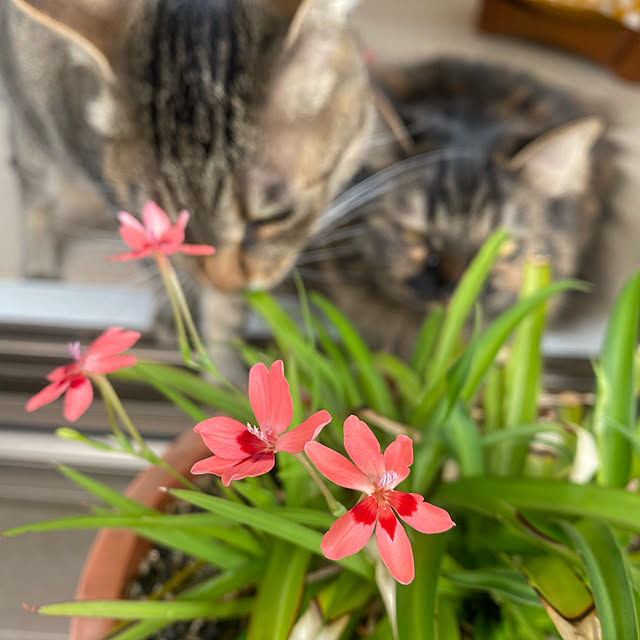 mikomaruさんの実例写真