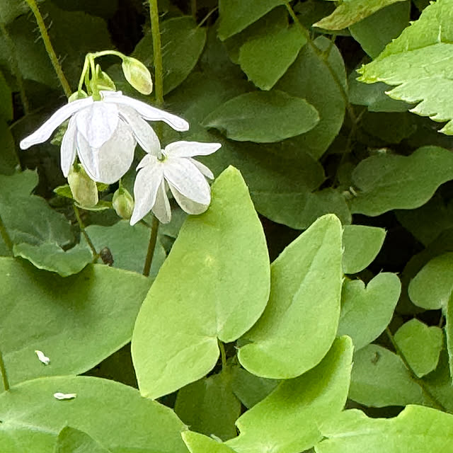 mamizaさんの部屋