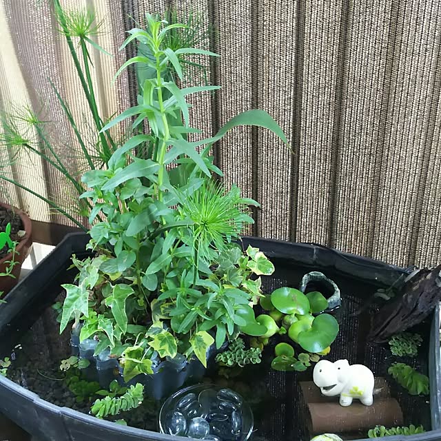 KOHAKUさんの実例写真