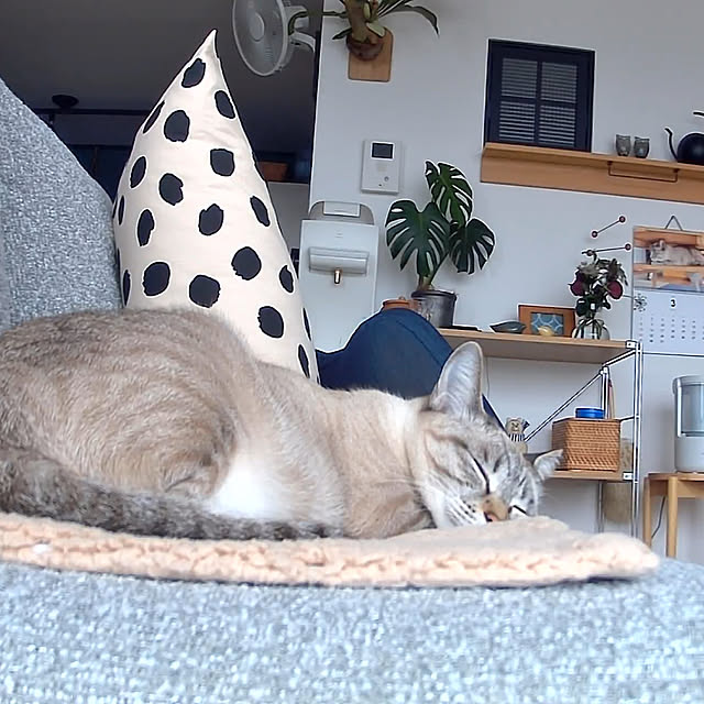 amさんの実例写真