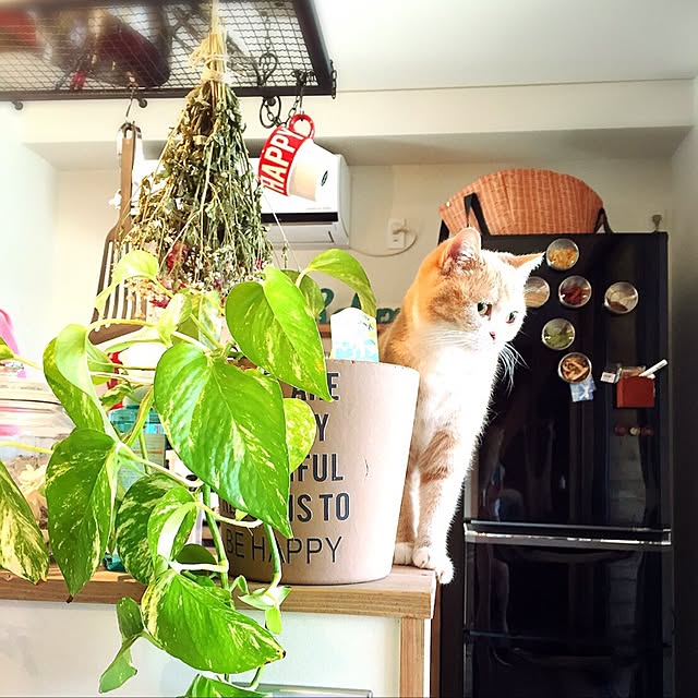 maruさんの実例写真