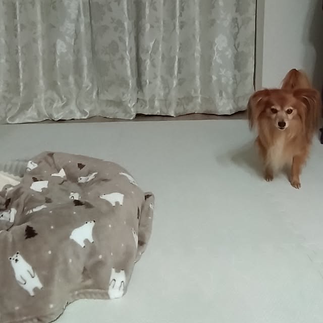 toratanさんの実例写真