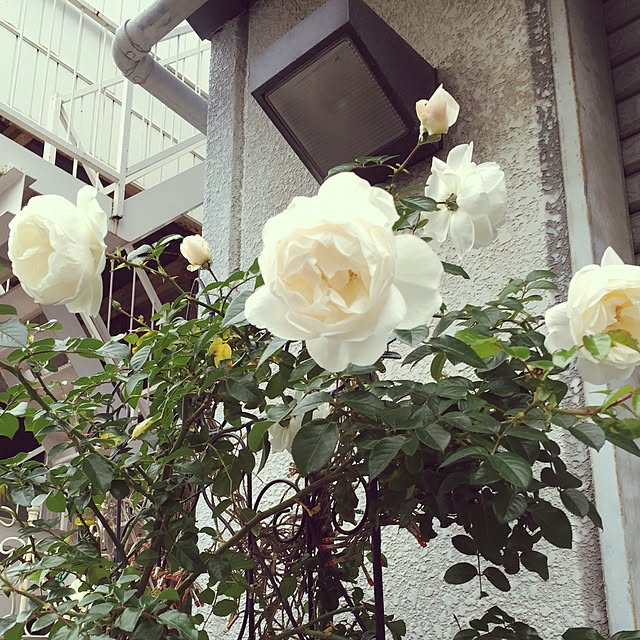 greenroseさんの実例写真
