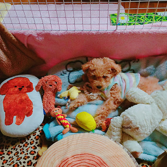 cherrycherryさんの実例写真