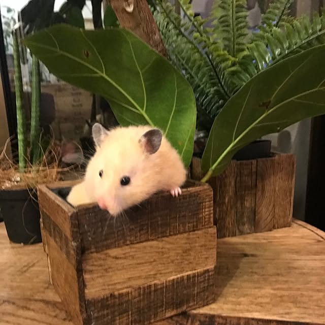milkyさんの実例写真