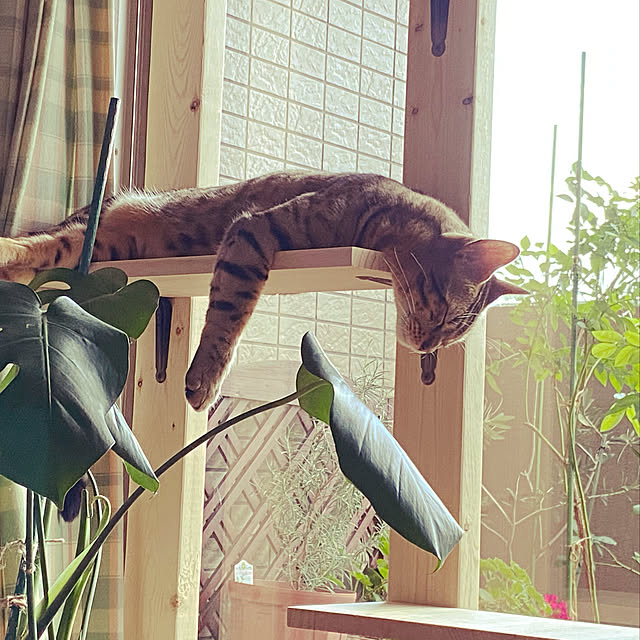yuzuaoさんの実例写真