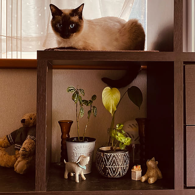 CARLさんの実例写真
