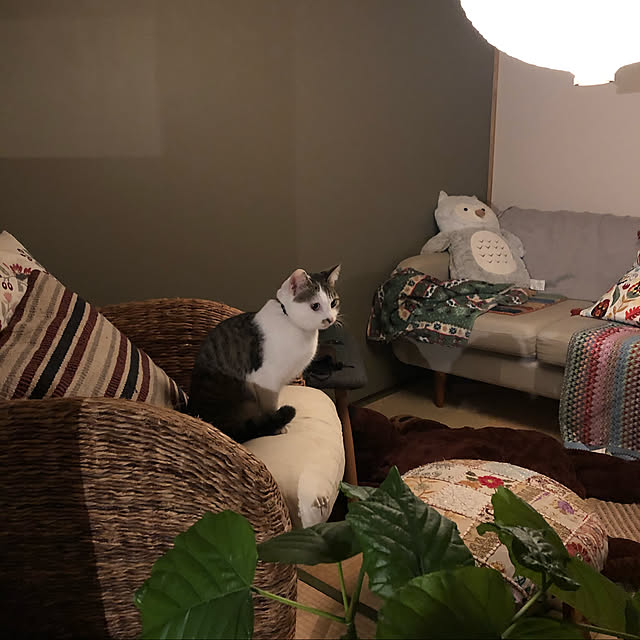 a.f.さんの実例写真
