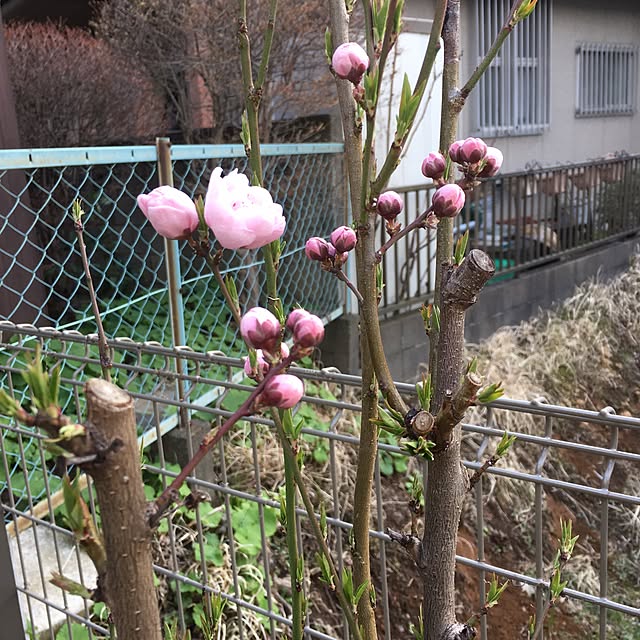 gappeさんの実例写真