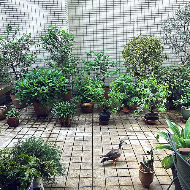 happy-sachiさんの実例写真