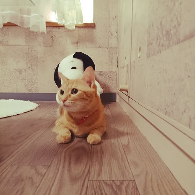 fu-ka24さんの実例写真