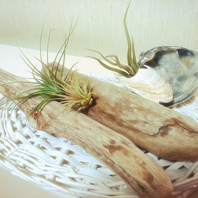 ayakaさんの実例写真