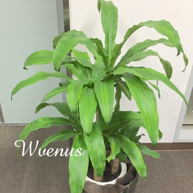 Wvenusさんの実例写真