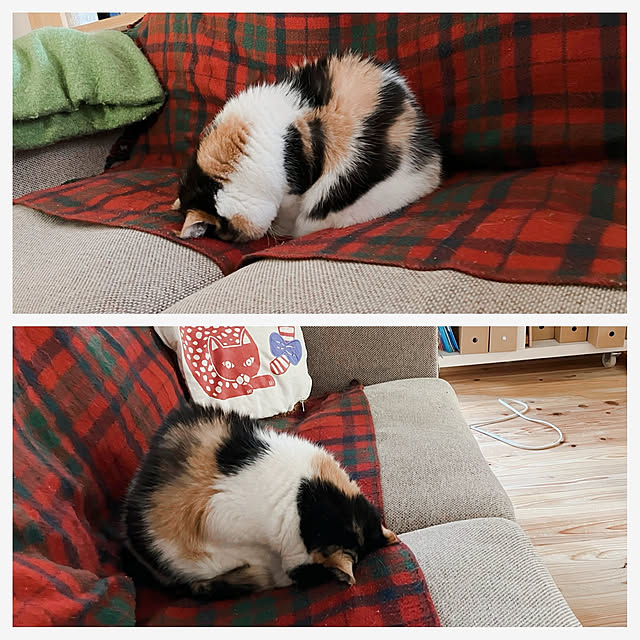 akanekoさんの部屋