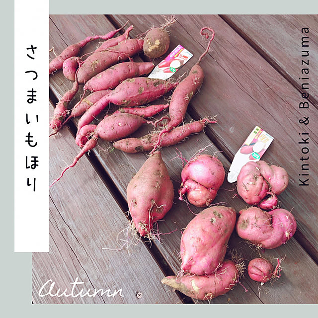 mangoさんの実例写真