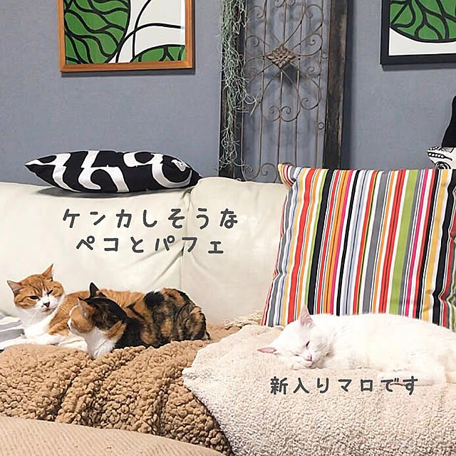 nyanko-beamさんの実例写真